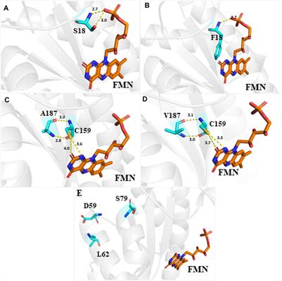 Functional determination of site-mutations in rdxA involved in metronidazole resistance of Helicobacter pylori